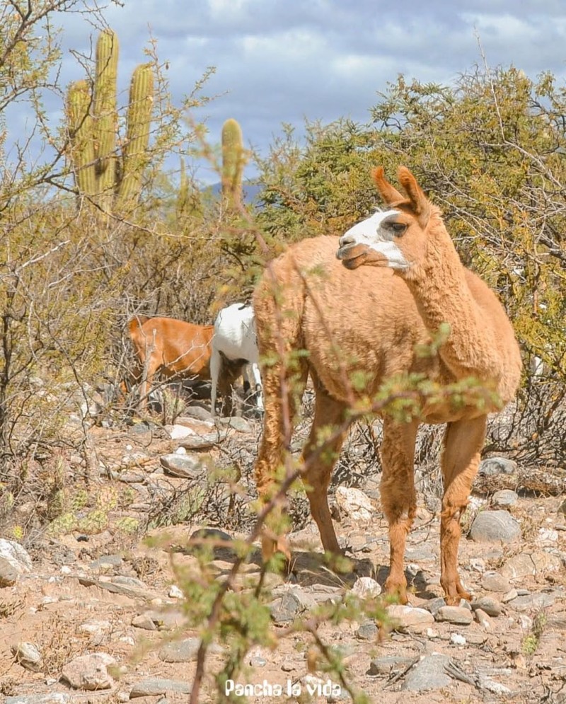 Norte Argentino 2026