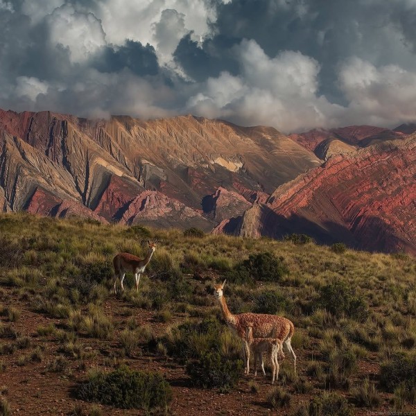 Norte Argentino